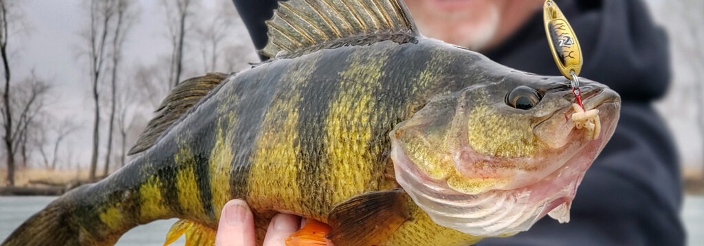 Large yellow and black stripped fish caught on a hook